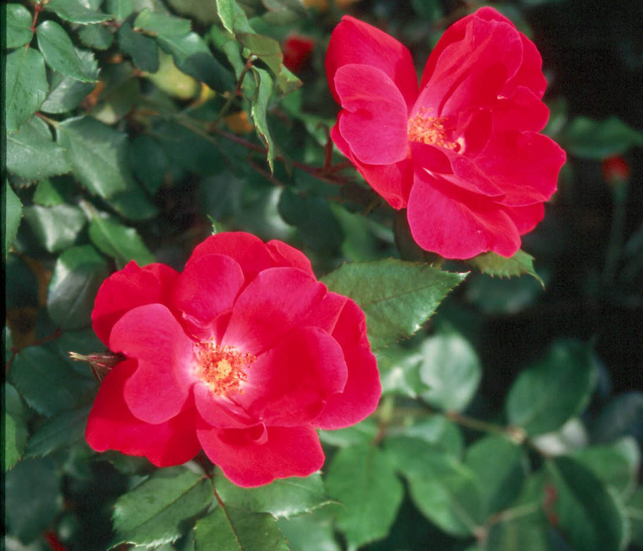 Knock Out roses can be pruned, too